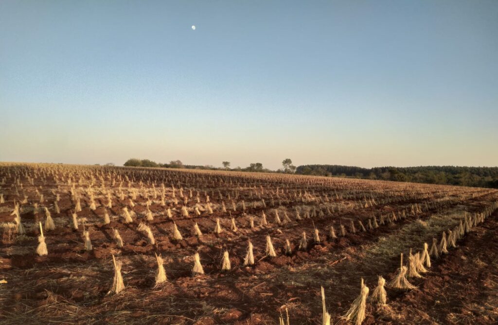 Plantacja Ostrokrzewu w prowincji Misiones w Argentynie
